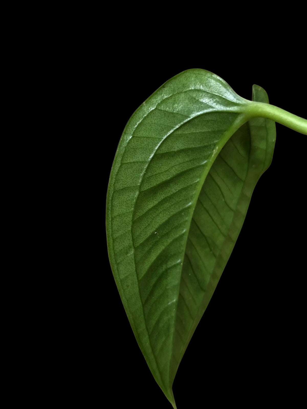 Anthurium Garskinii Croat (EXACT PLANT)