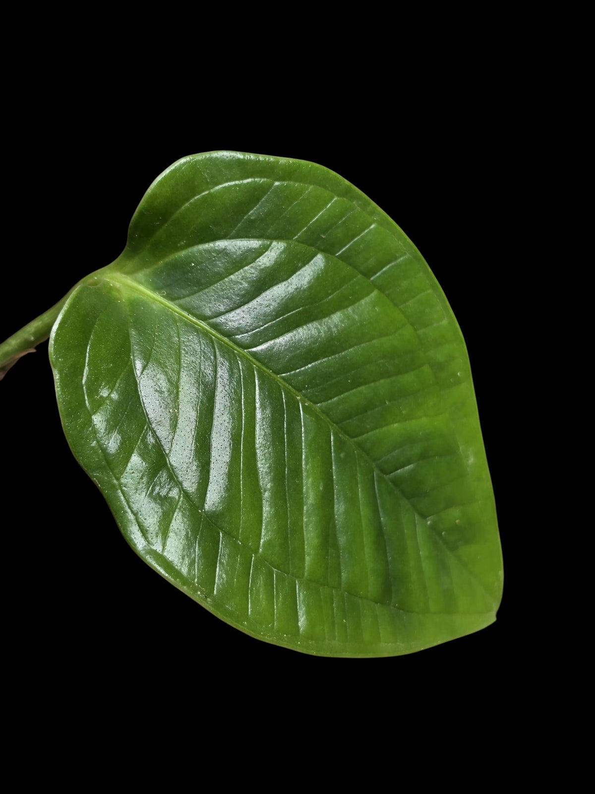 Anthurium Garskinii Croat (EXACT PLANT)