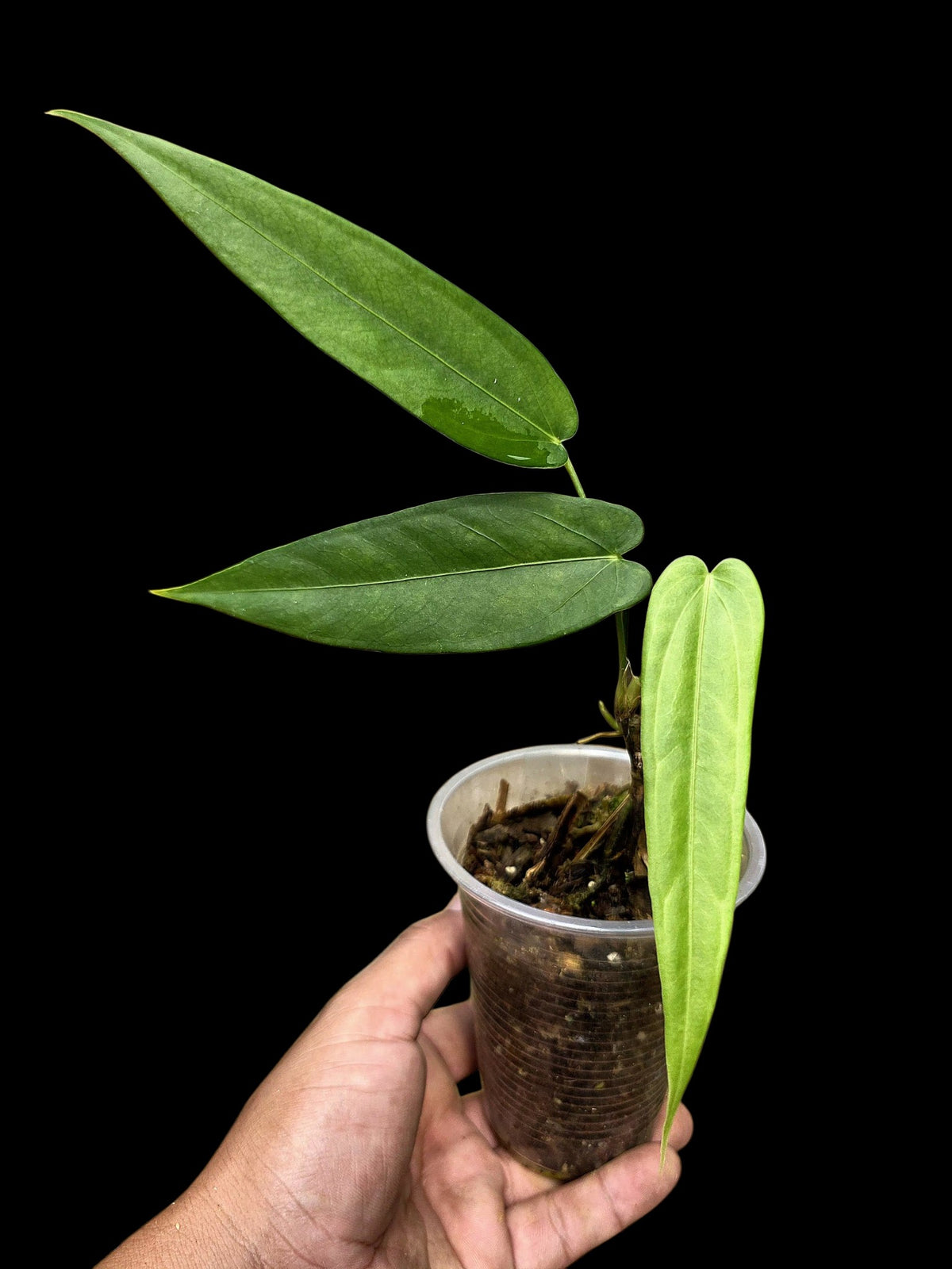Anthurium sp. 'Lanceolatus' (EXACT PLANT)
