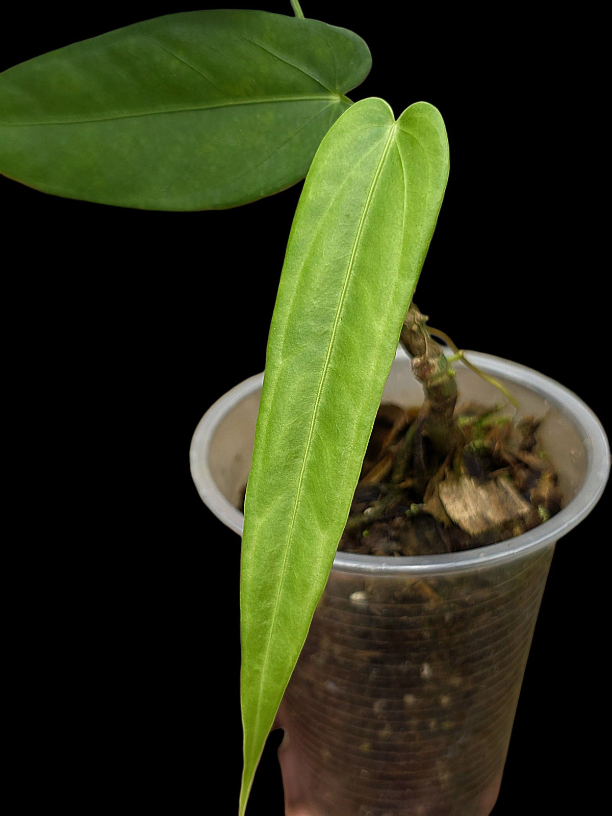 Anthurium sp. 'Lanceolatus' (EXACT PLANT)
