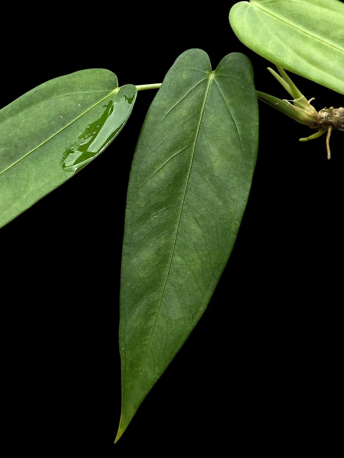 Anthurium sp. 'Lanceolatus' (EXACT PLANT)