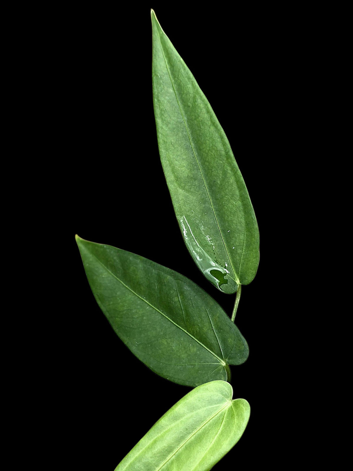 Anthurium sp. 'Lanceolatus' (EXACT PLANT)