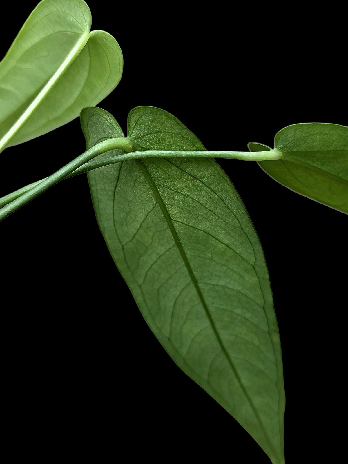 Anthurium sp. 'Lanceolatus' (EXACT PLANT)