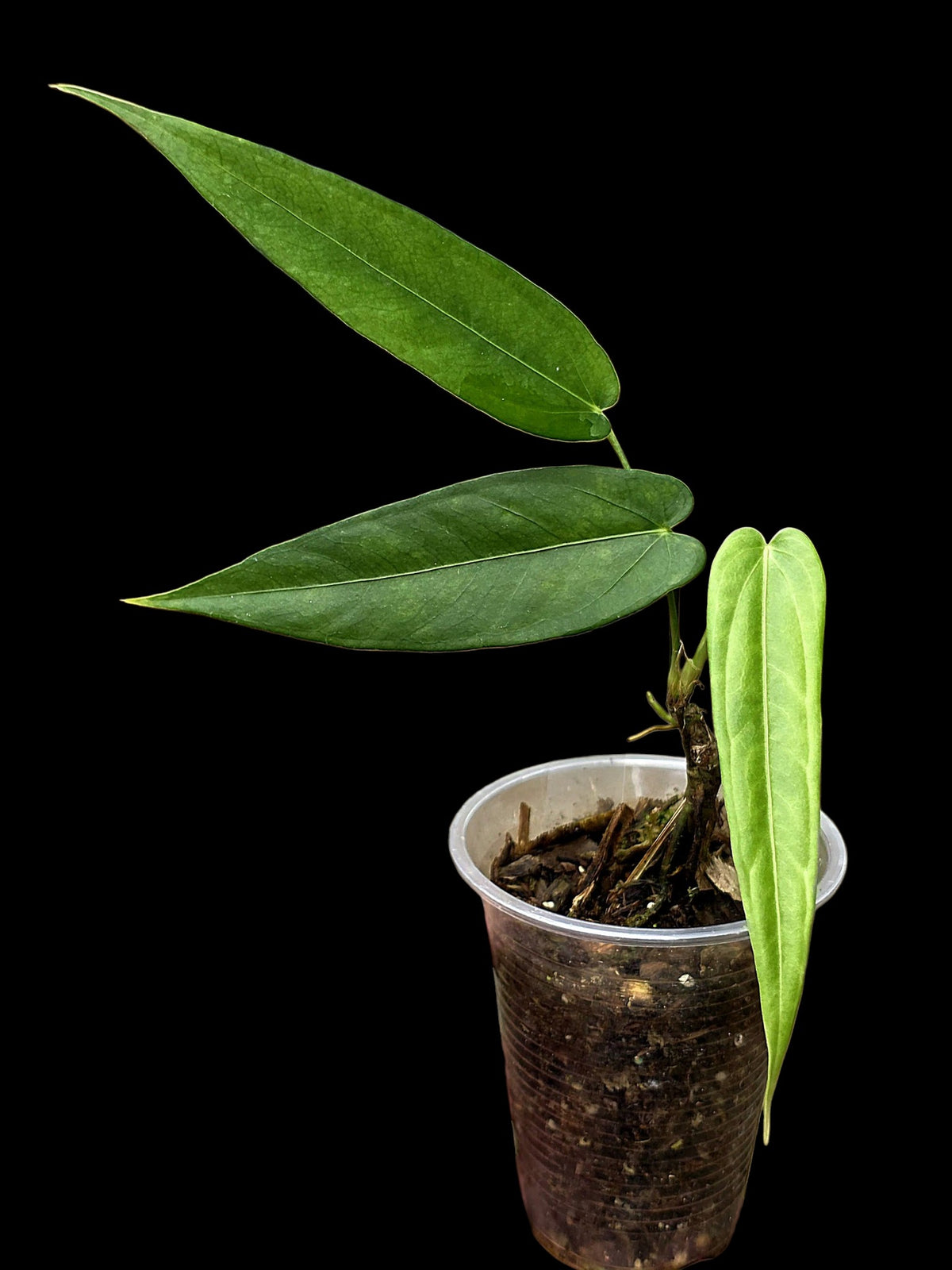 Anthurium sp. 'Lanceolatus' (EXACT PLANT)