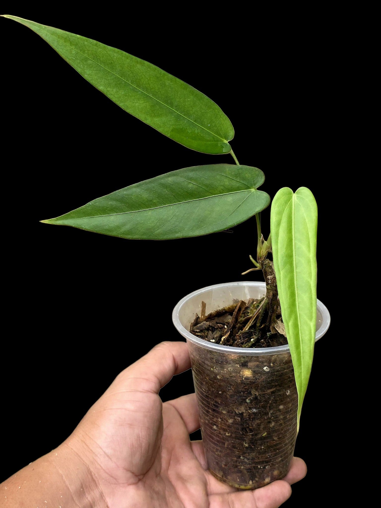 Anthurium sp. 'Lanceolatus' (EXACT PLANT)