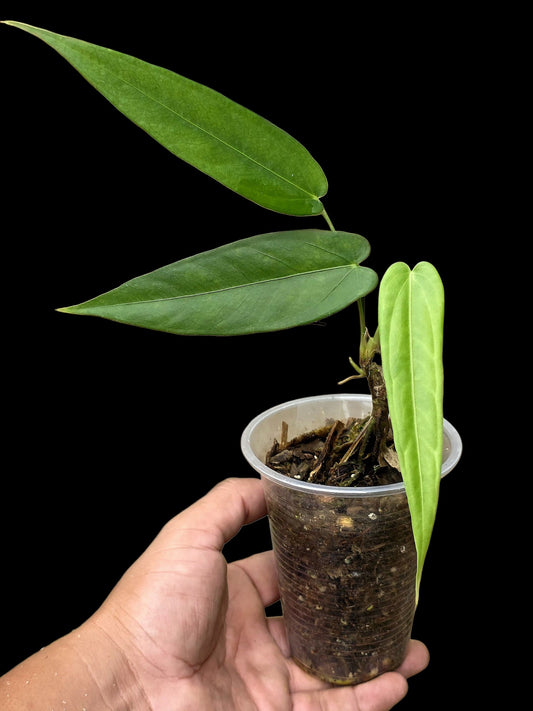 Anthurium sp. 'Lanceolatus' (EXACT PLANT)