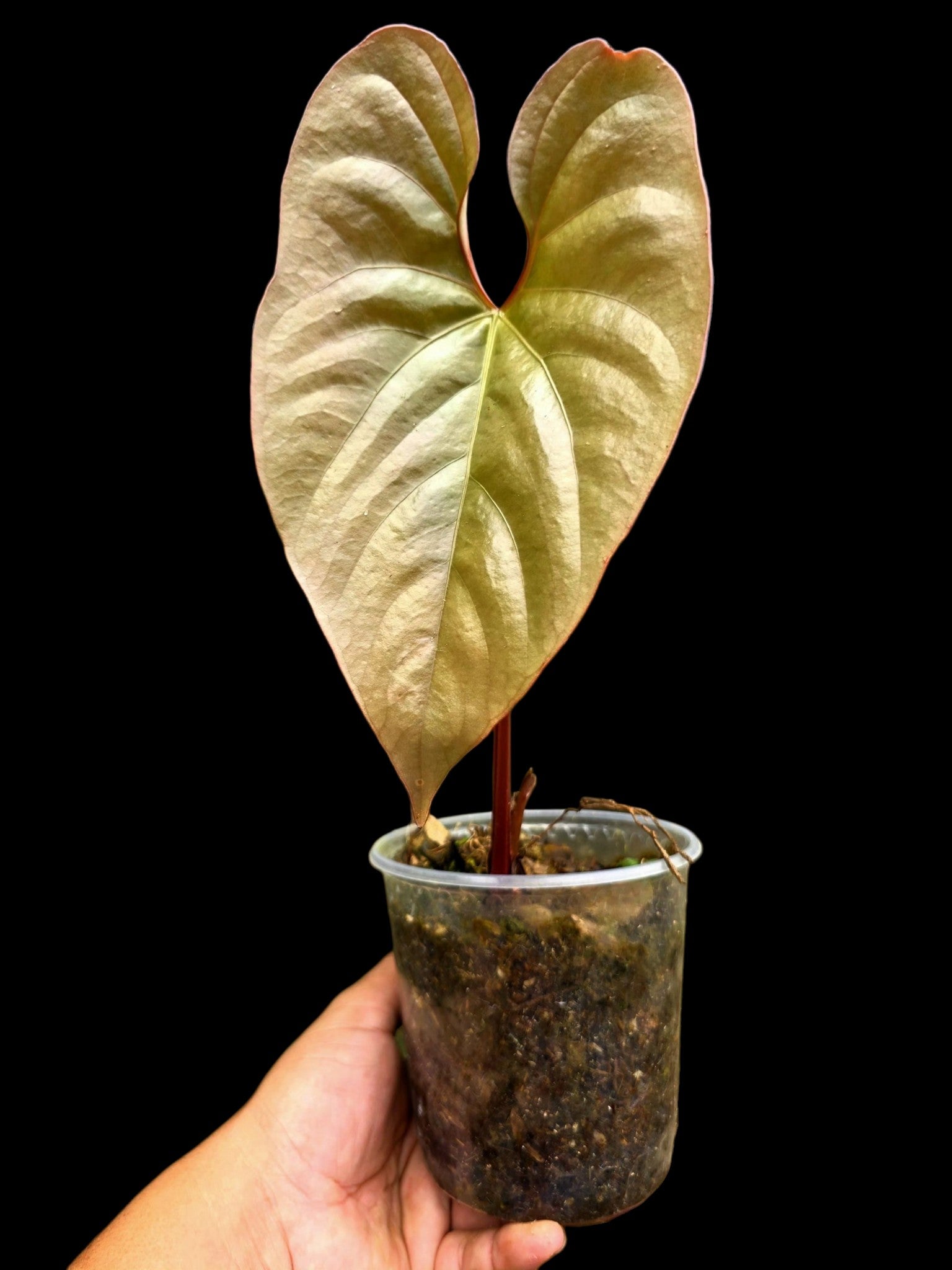 Anthurium sp. 