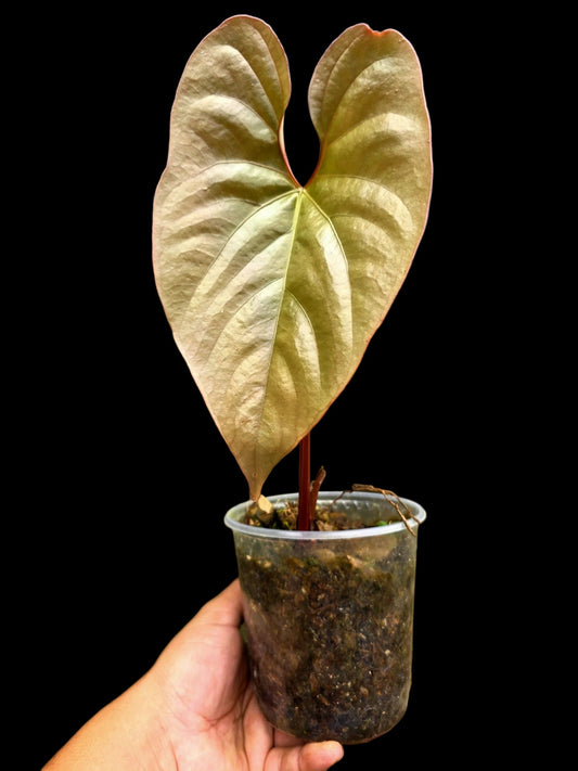 Anthurium sp. "Silver Peru" Rose Gold Emerging Leaf (EXACT PLANT)