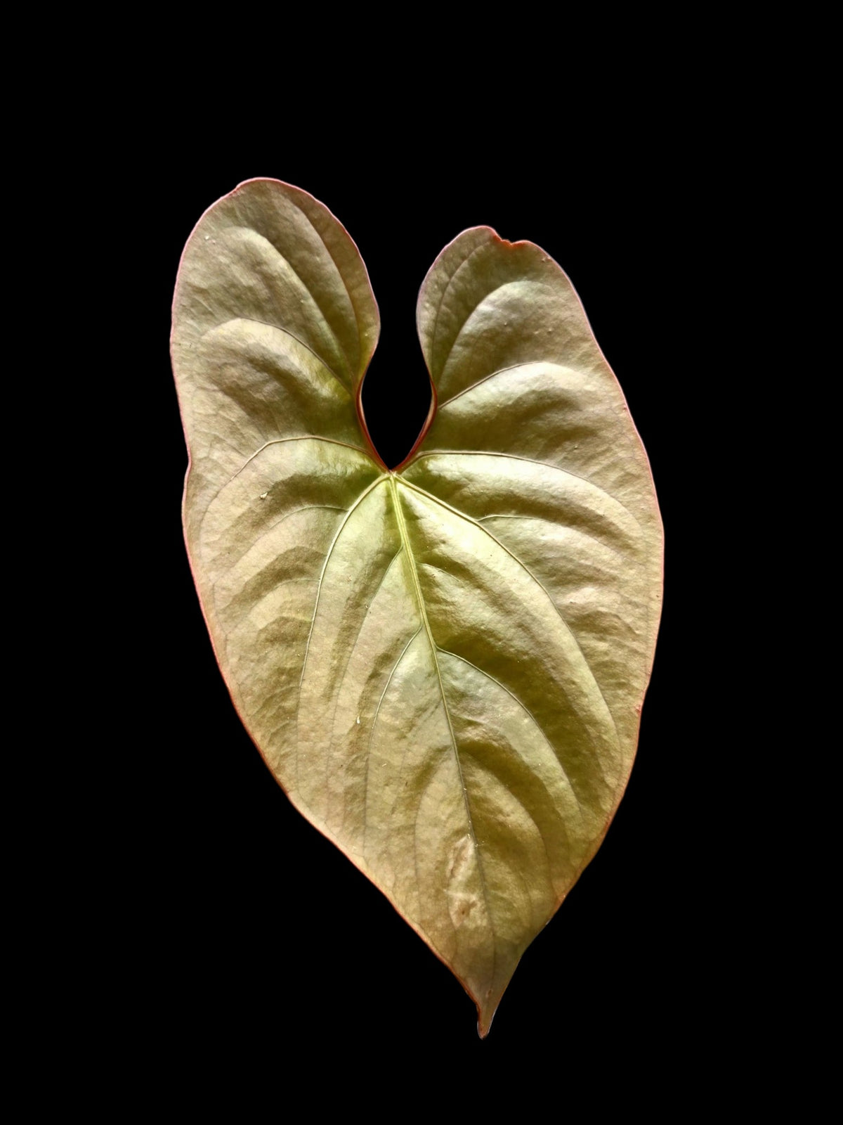 Anthurium sp. "Silver Peru" Rose Gold Emerging Leaf (EXACT PLANT)