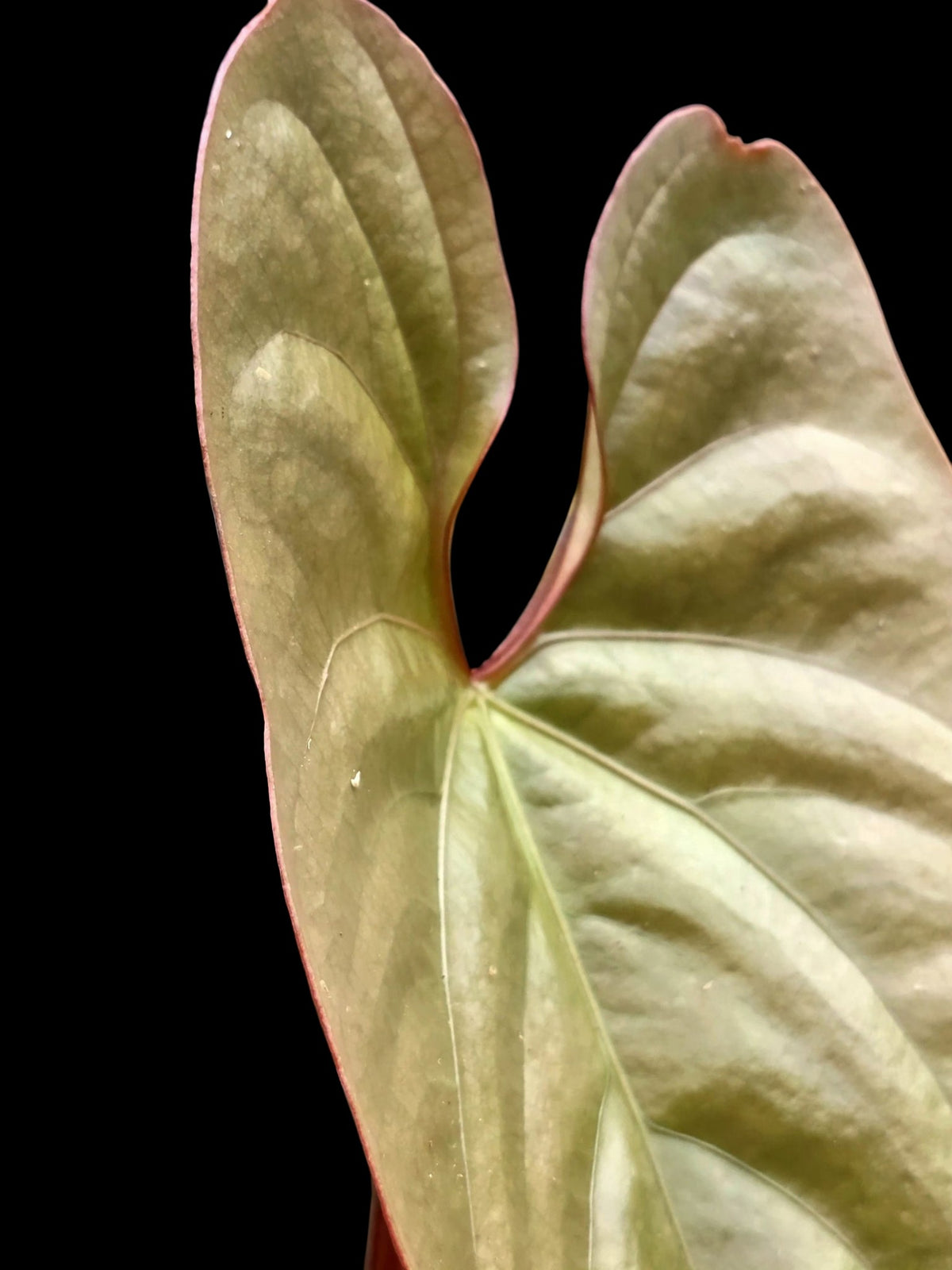 Anthurium sp. "Silver Peru" Rose Gold Emerging Leaf (EXACT PLANT)