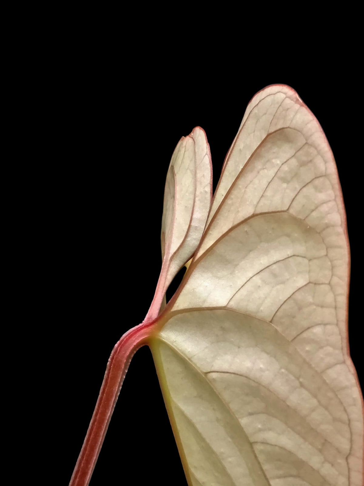 Anthurium sp. "Silver Peru" Rose Gold Emerging Leaf (EXACT PLANT)
