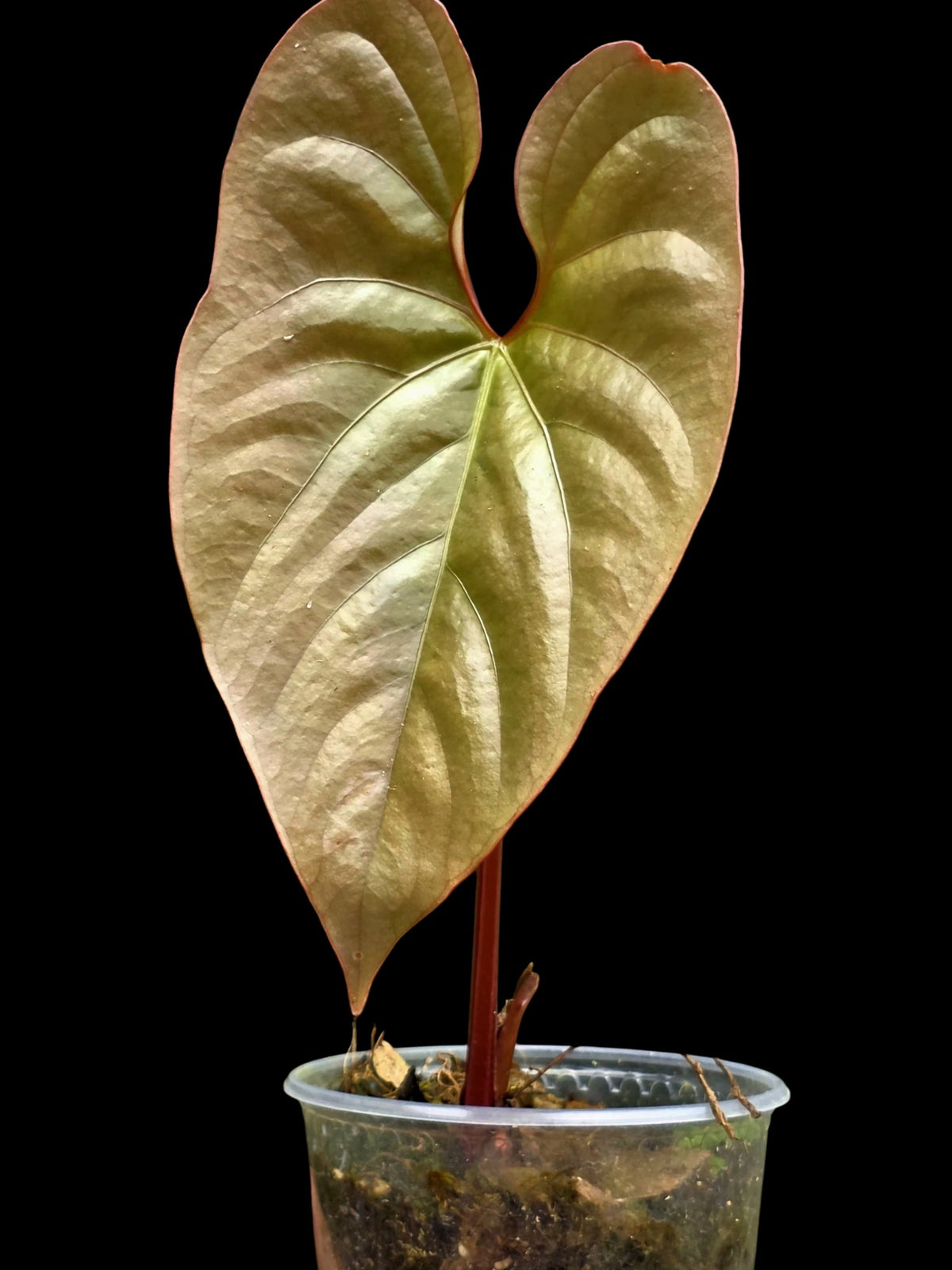 Anthurium sp. "Silver Peru" Rose Gold Emerging Leaf (EXACT PLANT)