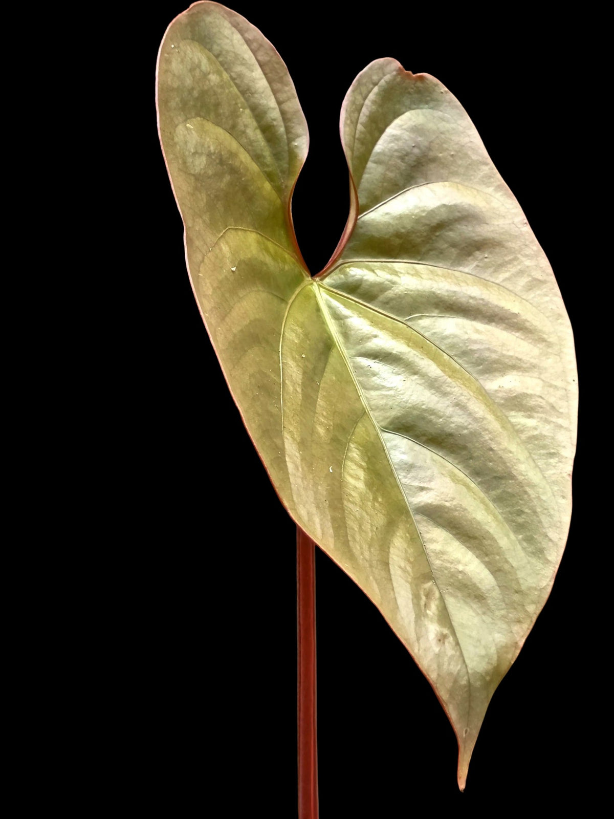 Anthurium sp. "Silver Peru" Rose Gold Emerging Leaf (EXACT PLANT)