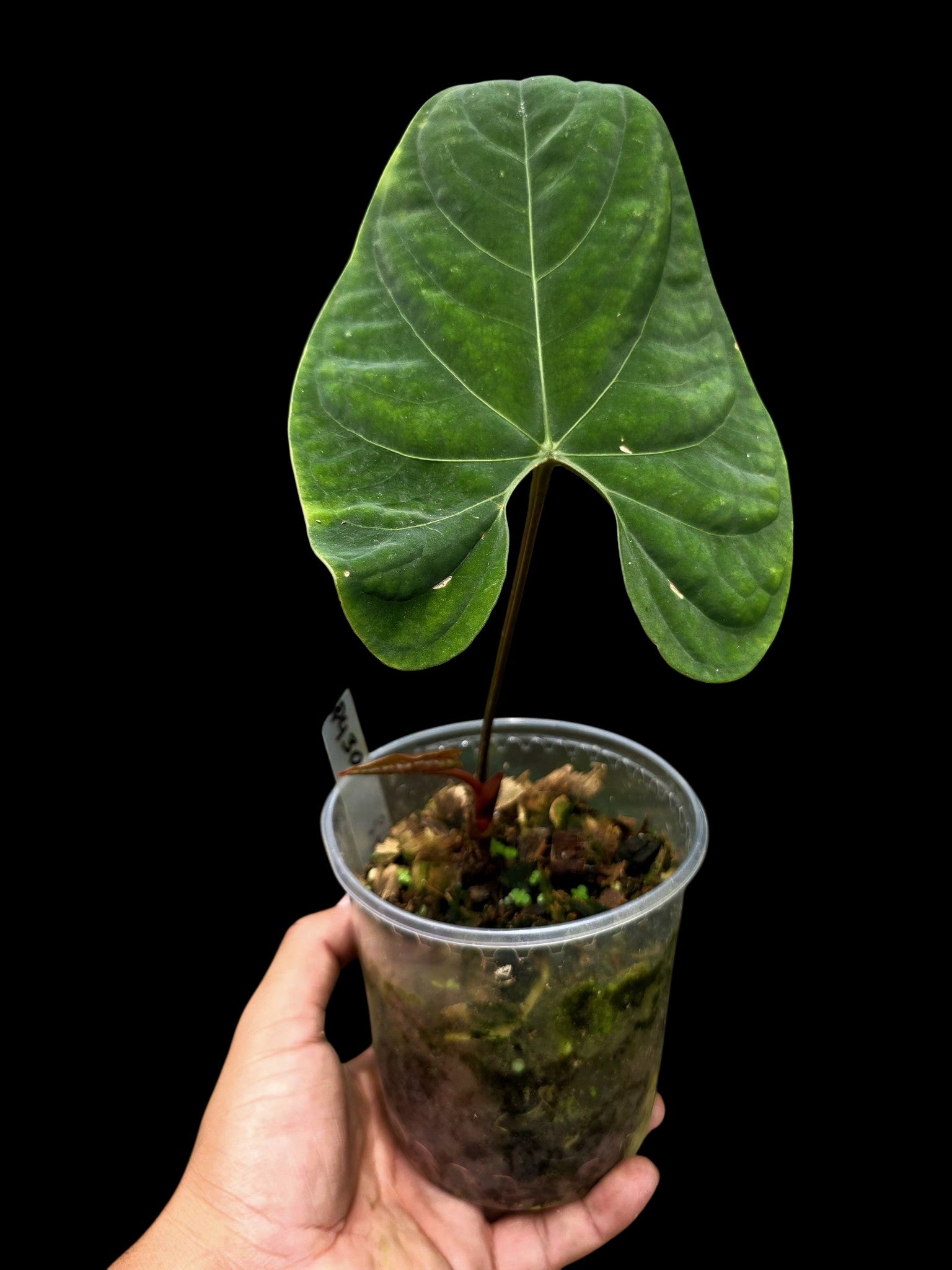 Anthurium sp. 'Huanuco Velvet' Wild Ecotype (EXACT PLANT)