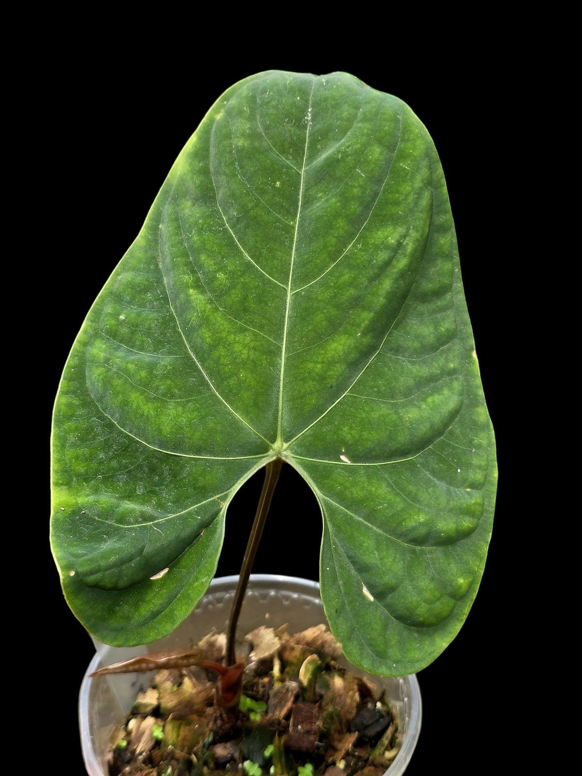 Anthurium sp. 'Huanuco Velvet' Wild Ecotype (EXACT PLANT)