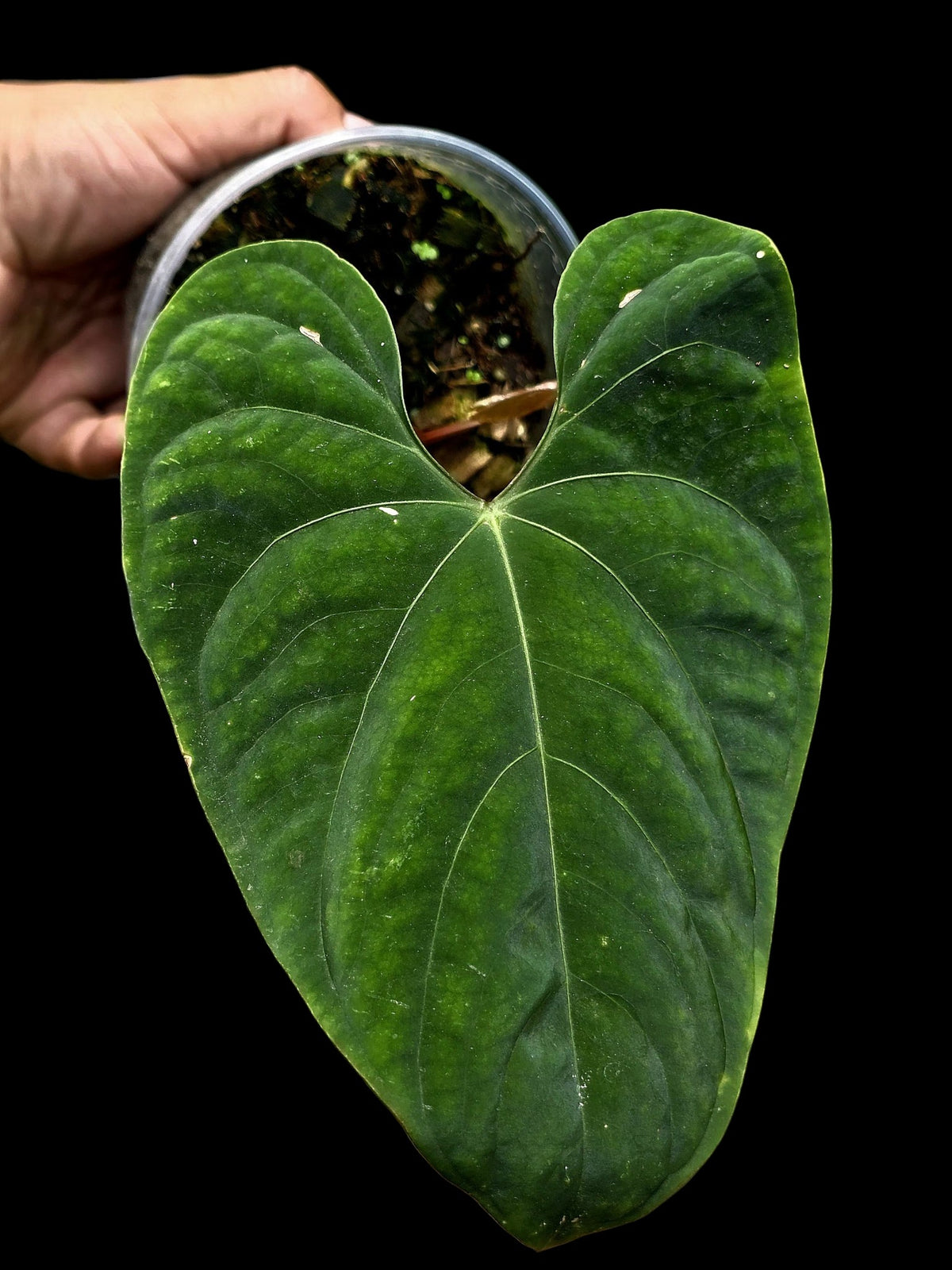 Anthurium sp. 'Huanuco Velvet' Wild Ecotype (EXACT PLANT)