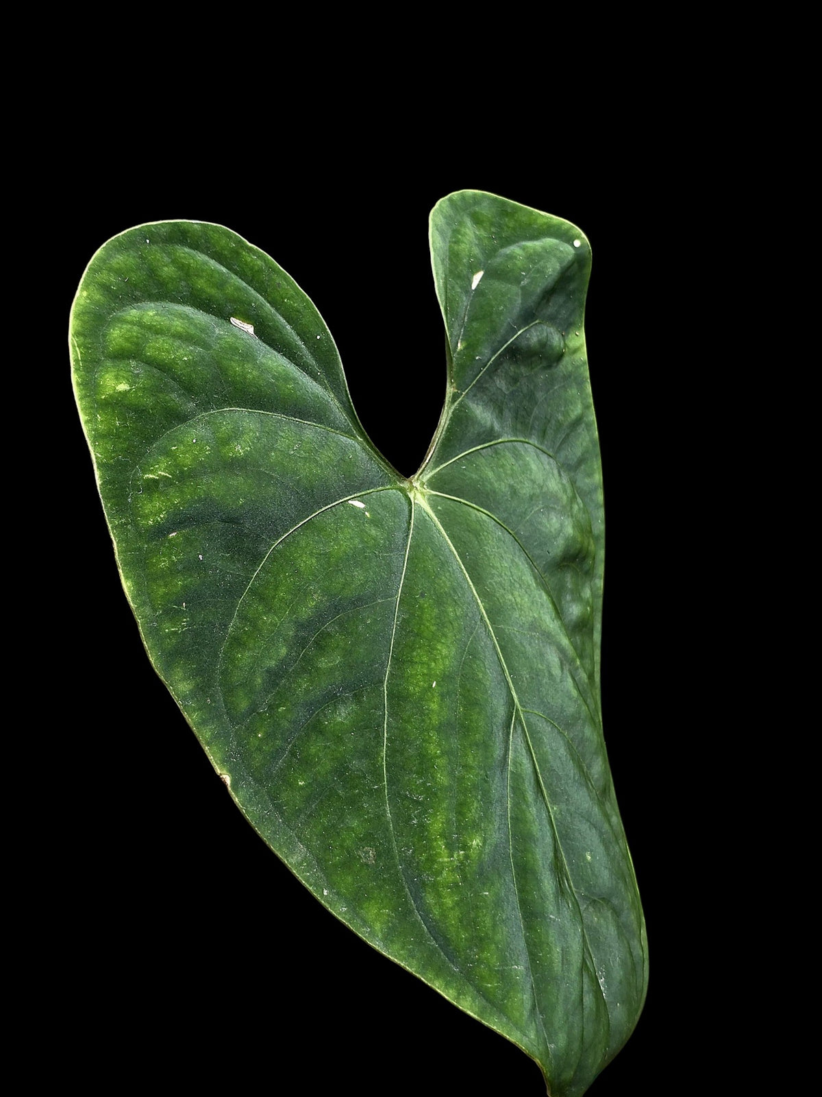 Anthurium sp. 'Huanuco Velvet' Wild Ecotype (EXACT PLANT)