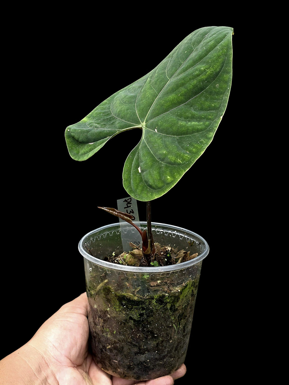 Anthurium sp. 'Huanuco Velvet' Wild Ecotype (EXACT PLANT)