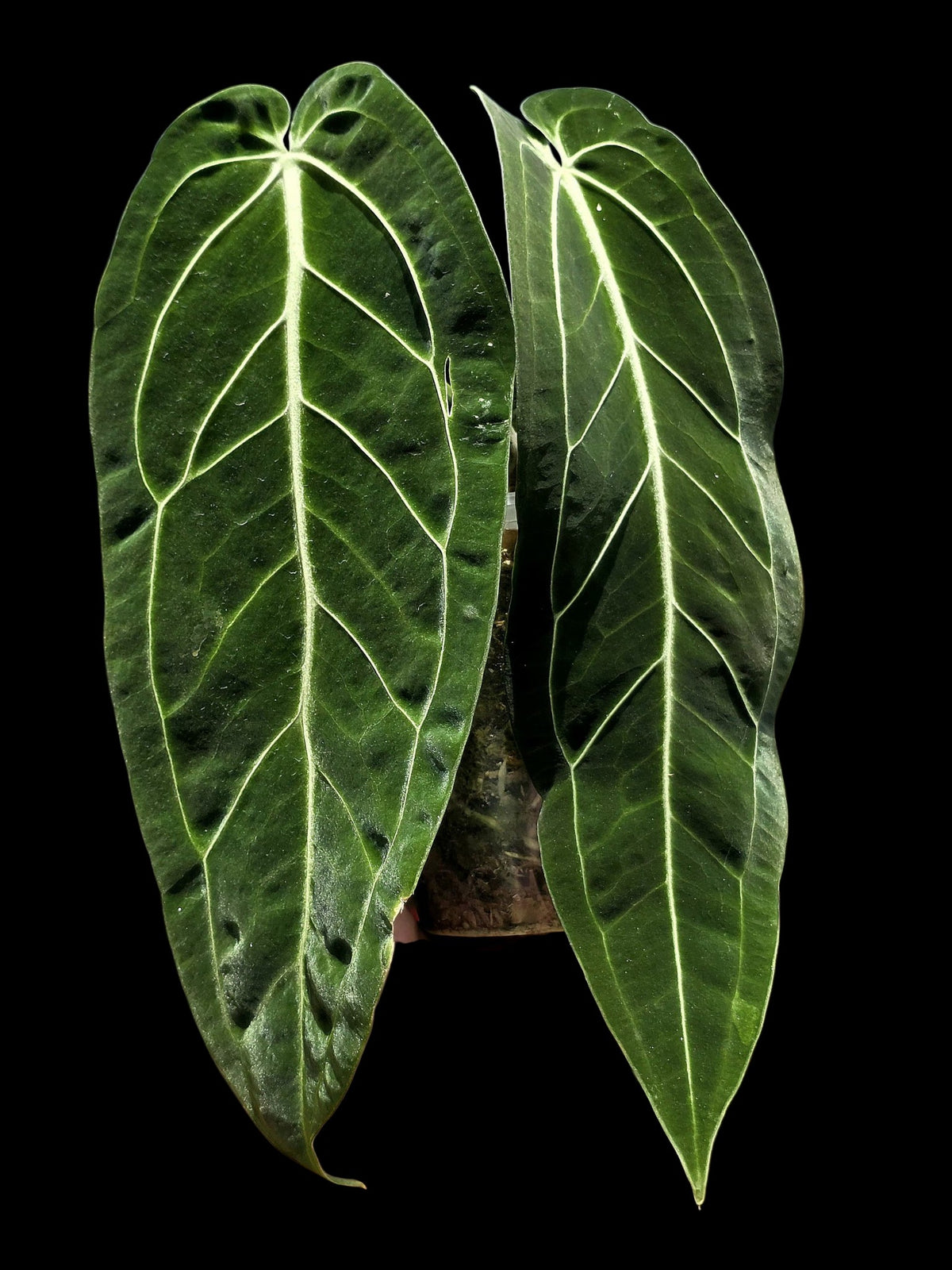 Anthurium Warocqueanum Wild Ecotype (EXACT PLANT)