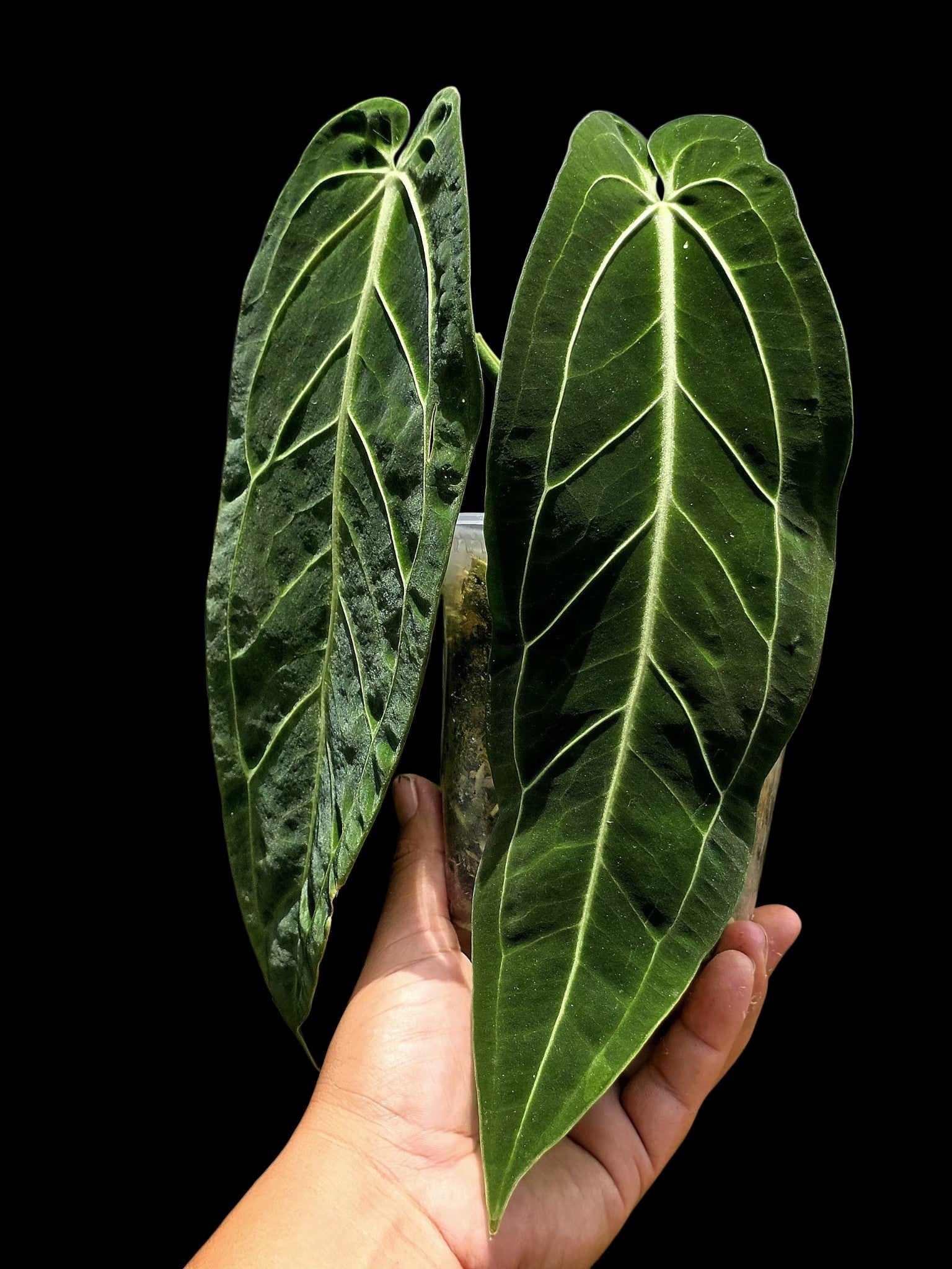 Anthurium Warocqueanum Wild Ecotype (EXACT PLANT)