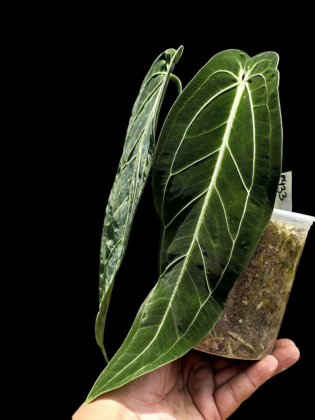 Anthurium Warocqueanum Wild Ecotype (EXACT PLANT)