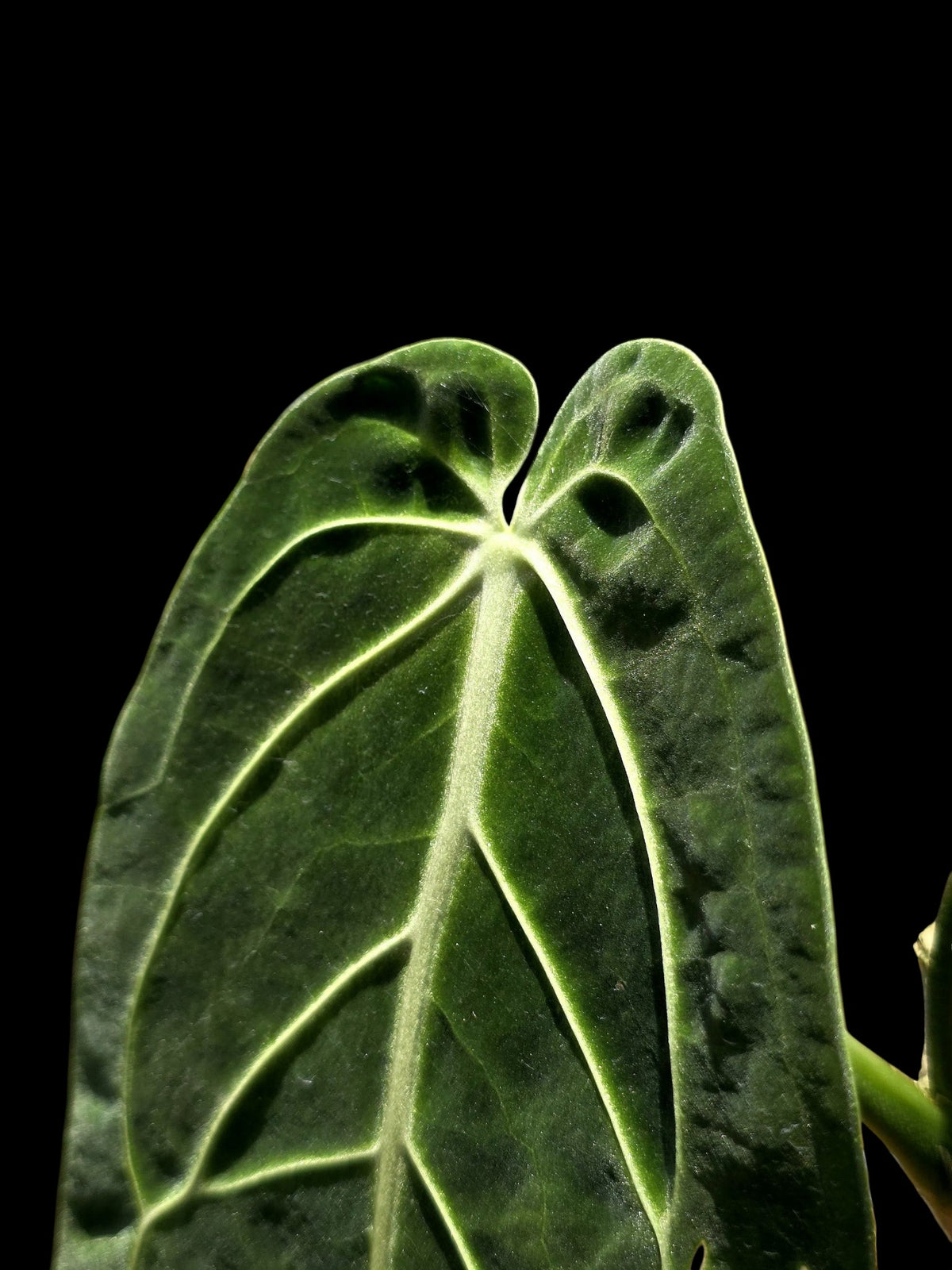 Anthurium Warocqueanum Wild Ecotype (EXACT PLANT)
