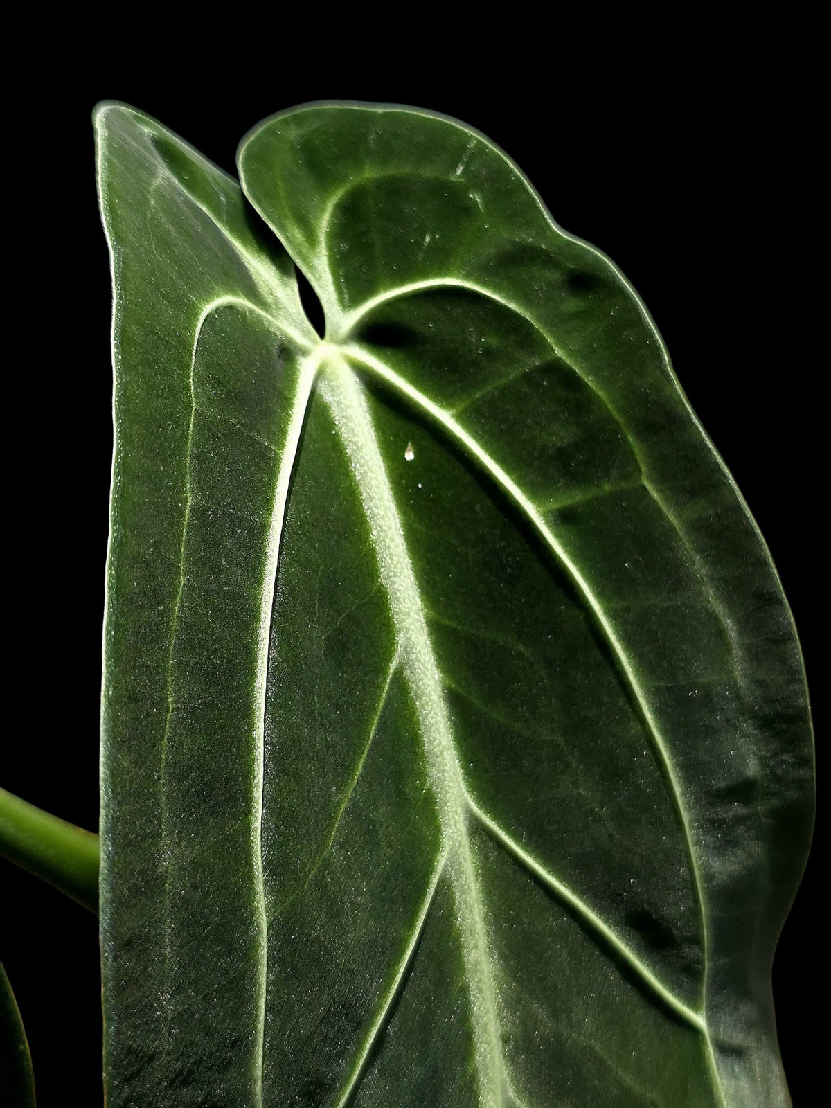 Anthurium Warocqueanum Wild Ecotype (EXACT PLANT)