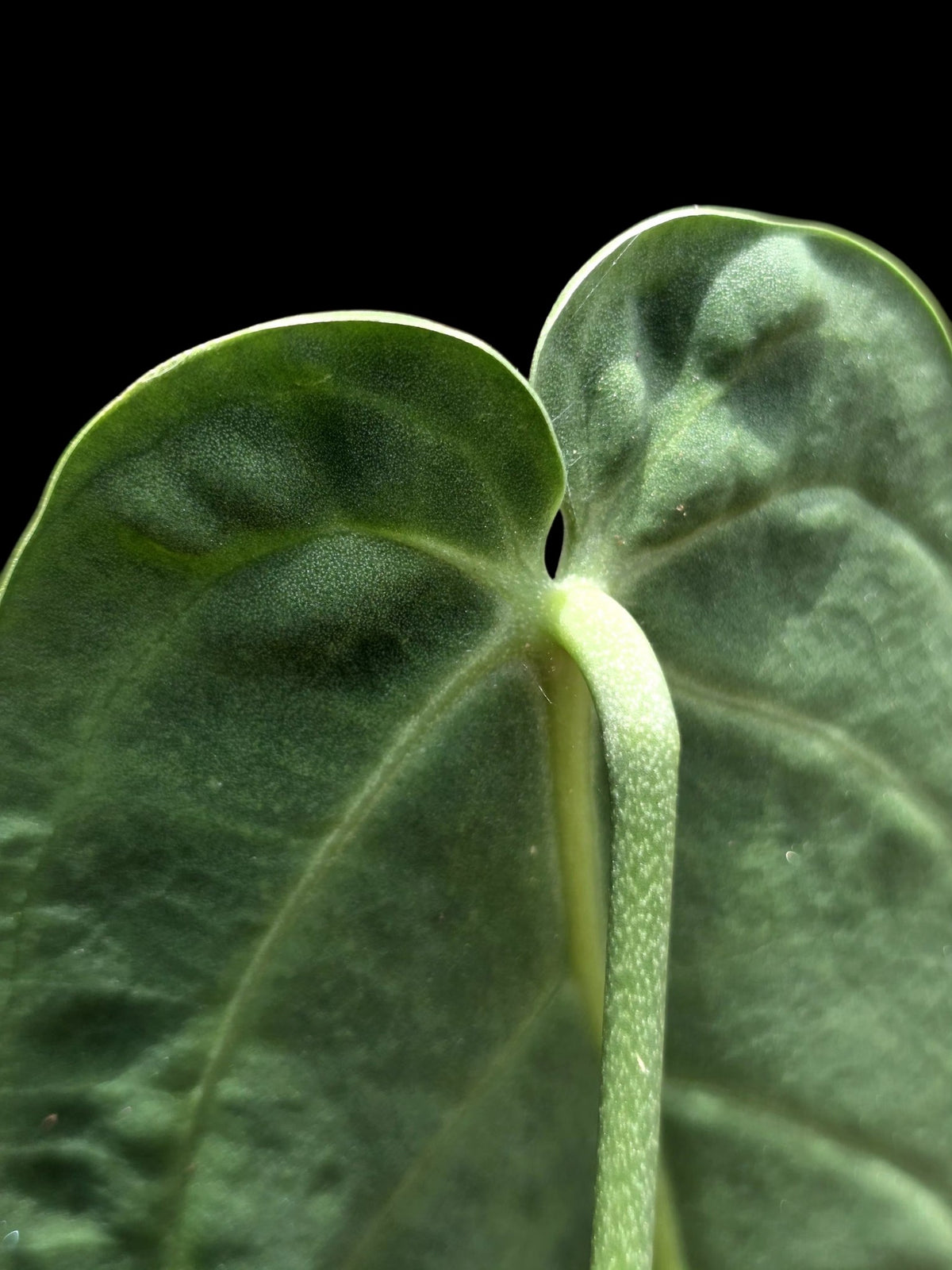 Anthurium Warocqueanum Wild Ecotype (EXACT PLANT)