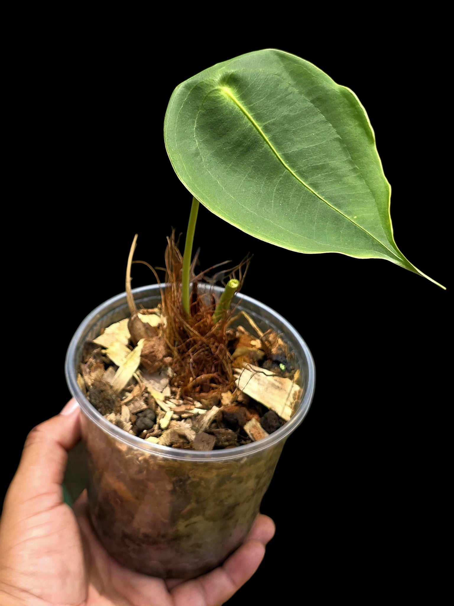 Anthurium Peltigerum 'Turtle Shell' (EXACT PLANT)