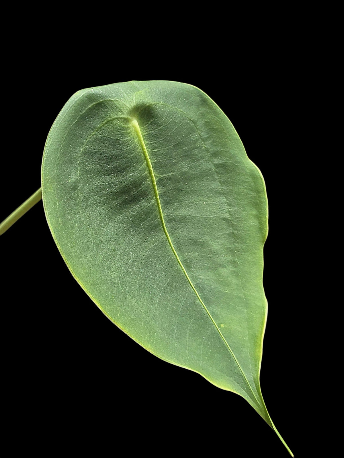 Anthurium Peltigerum 'Turtle Shell' (EXACT PLANT)