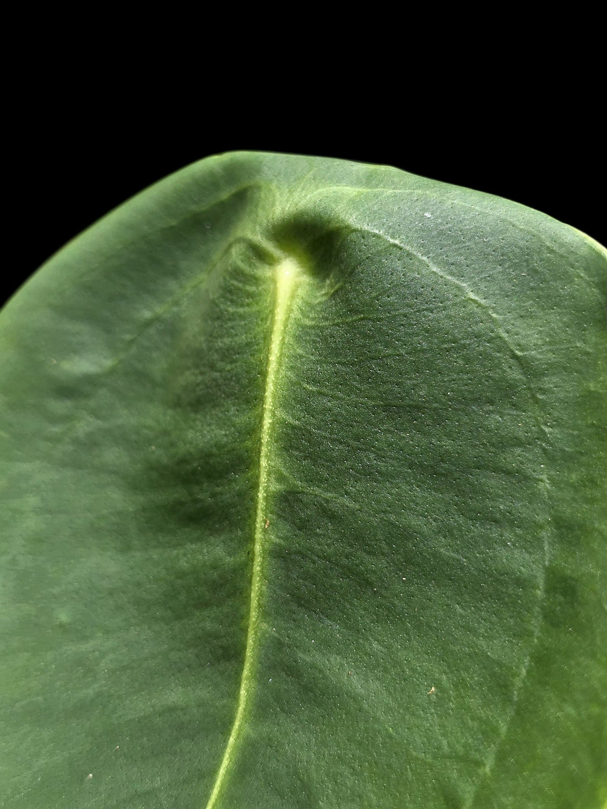 Anthurium Peltigerum 'Turtle Shell' (EXACT PLANT)