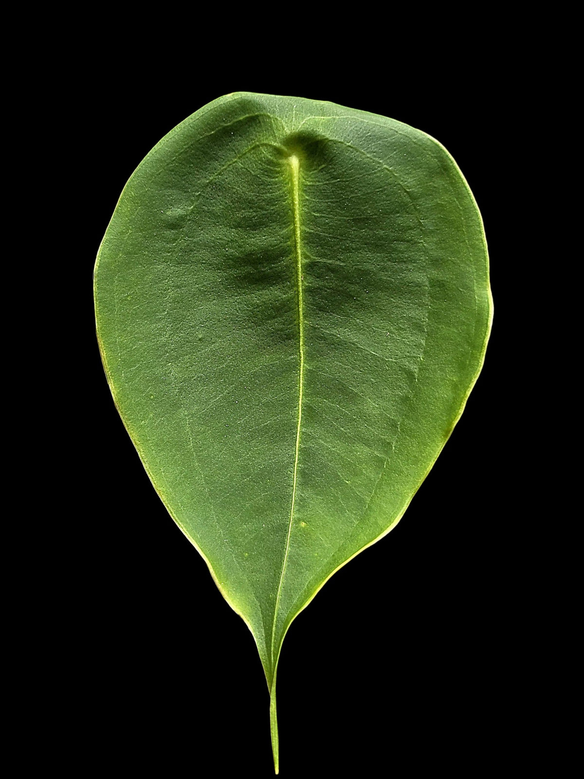 Anthurium Peltigerum 'Turtle Shell' (EXACT PLANT)