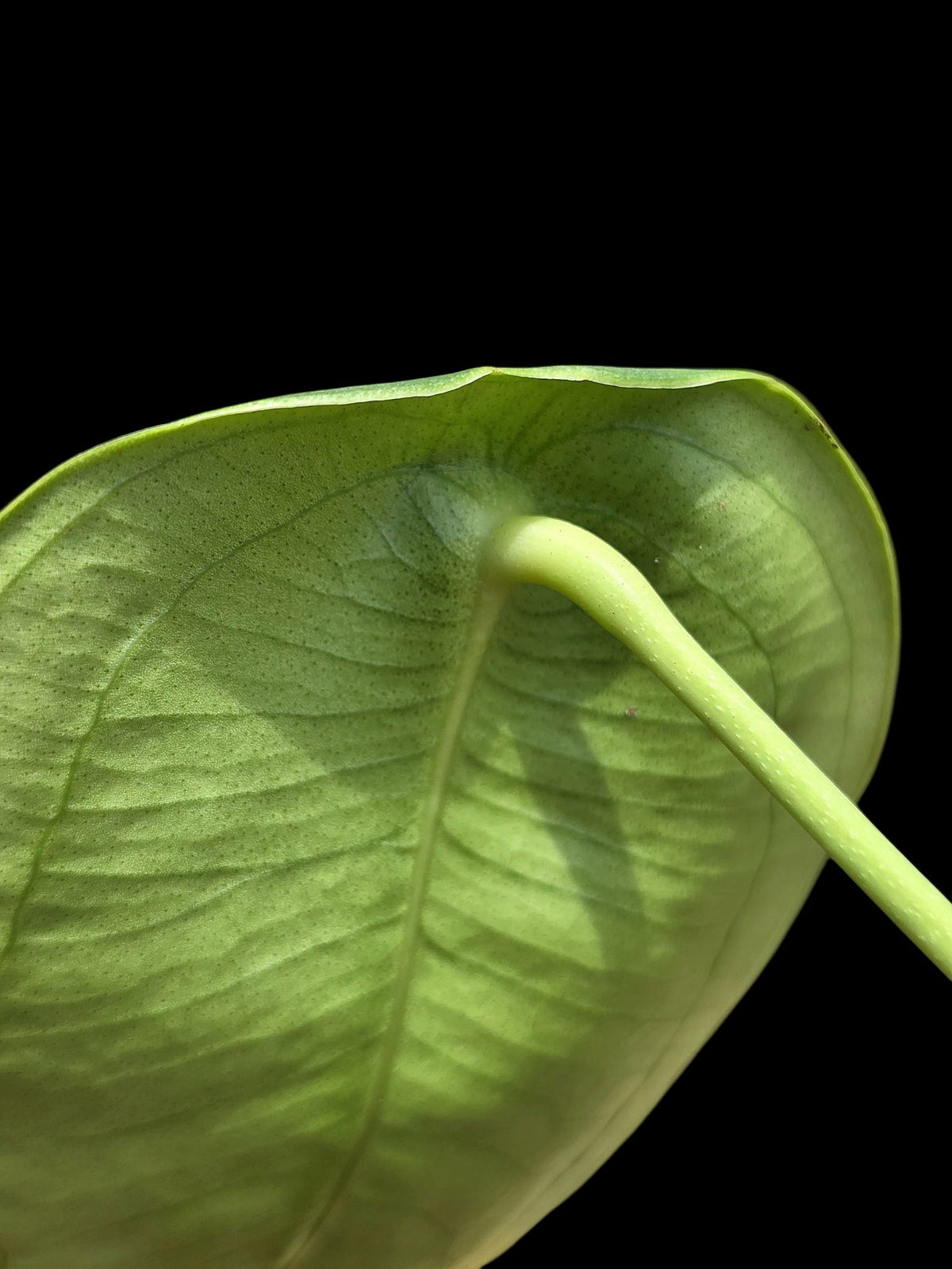 Anthurium Peltigerum 'Turtle Shell' (EXACT PLANT)