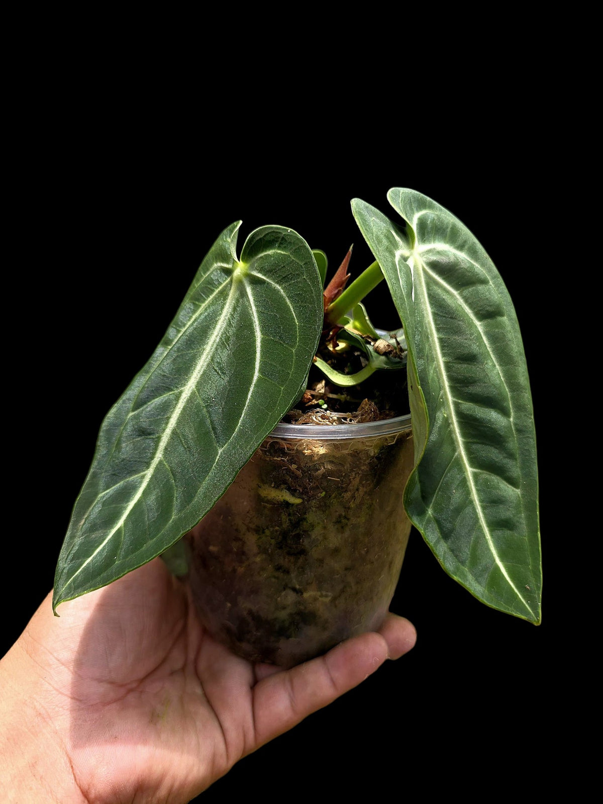 Anthurium Pulcachense Wild Ecotype (EXACT PLANT)