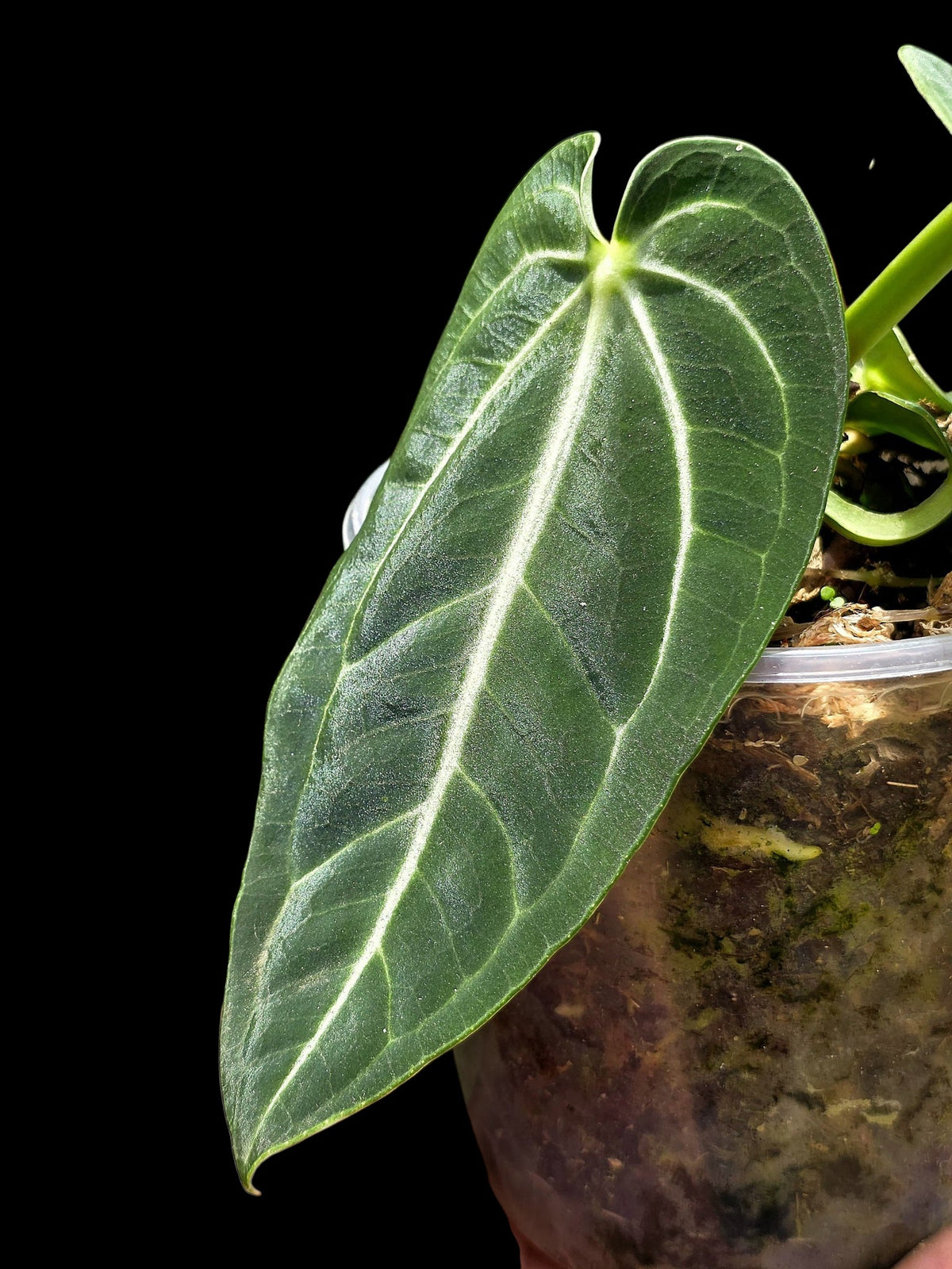 Anthurium Pulcachense Wild Ecotype (EXACT PLANT)