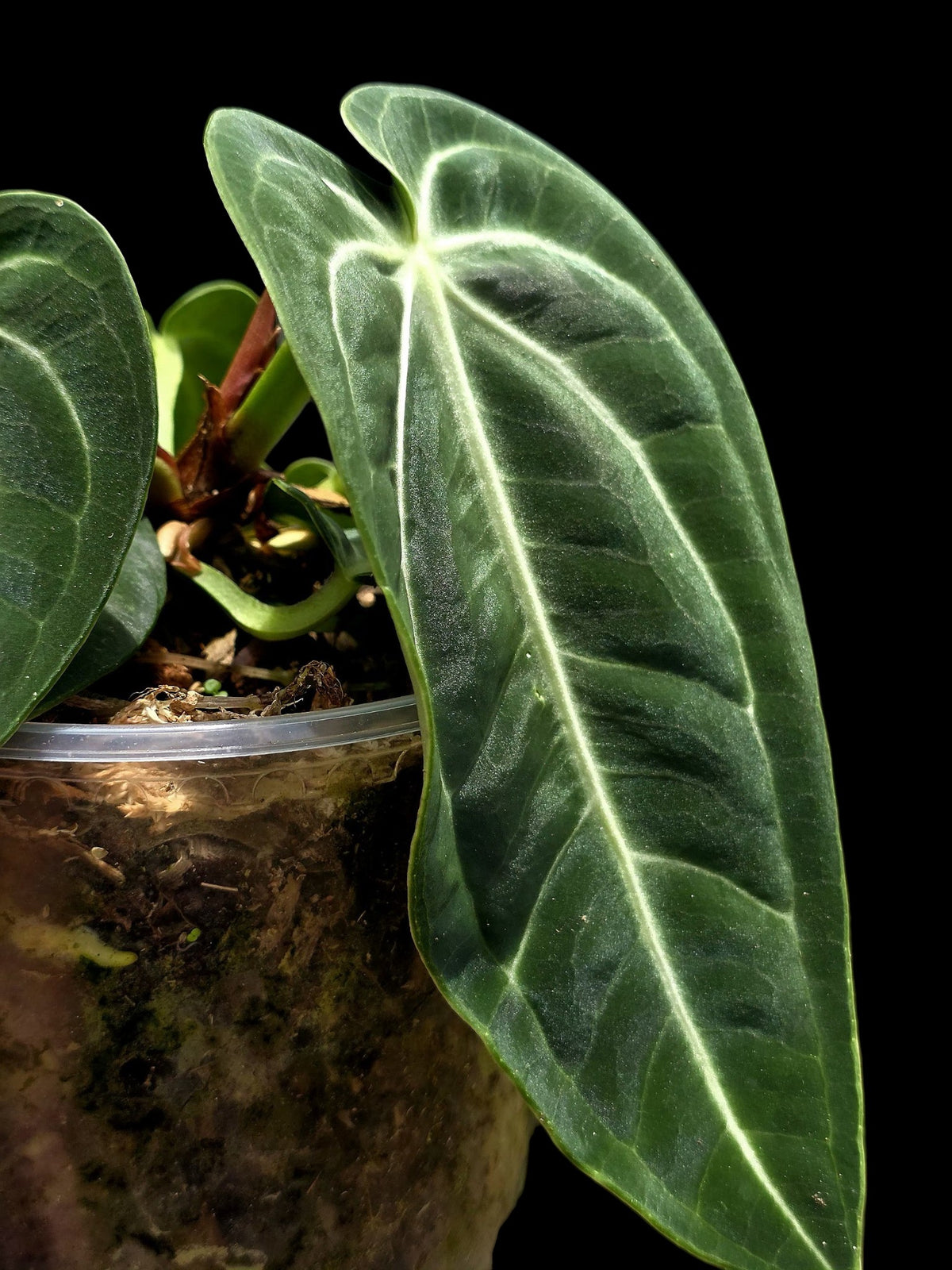 Anthurium Pulcachense Wild Ecotype (EXACT PLANT)