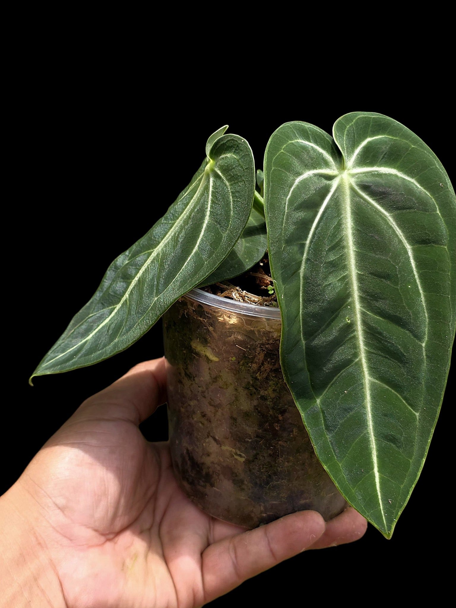 Anthurium Pulcachense Wild Ecotype (EXACT PLANT)