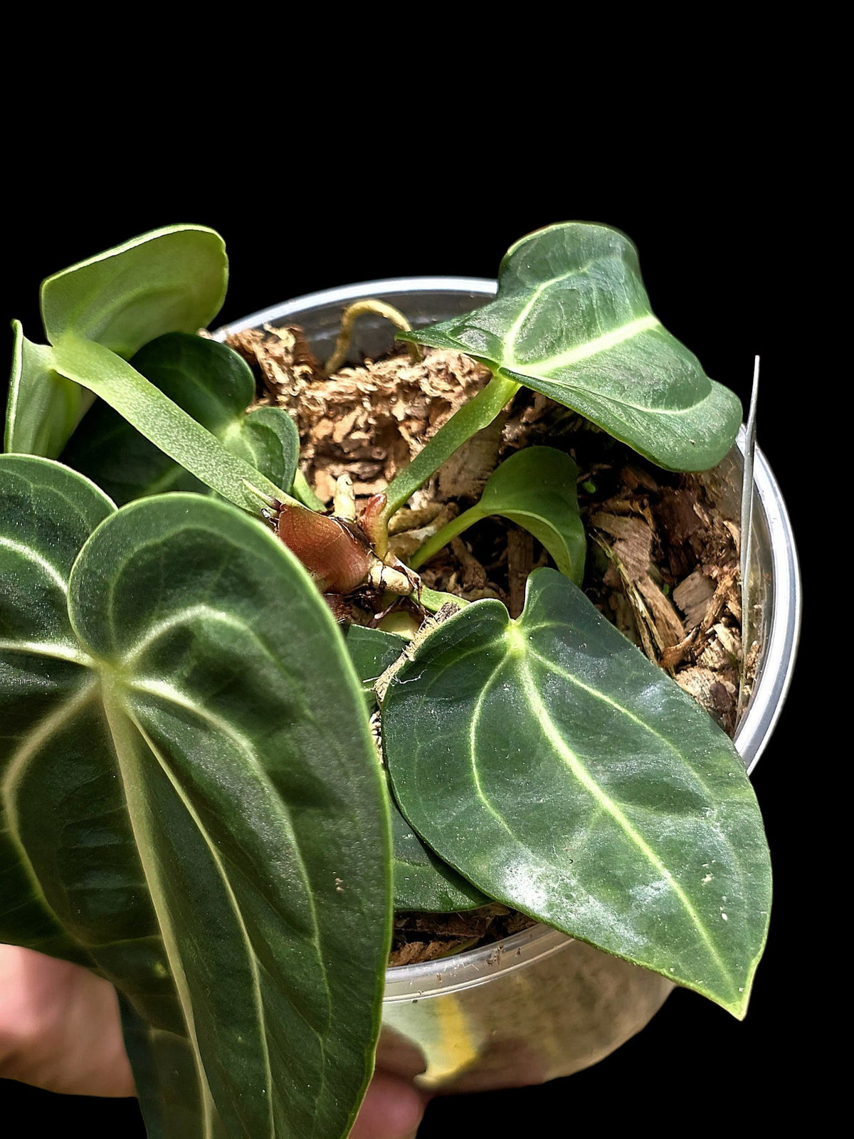 Anthurium Pulcachense Wild Ecotype (EXACT PLANT)