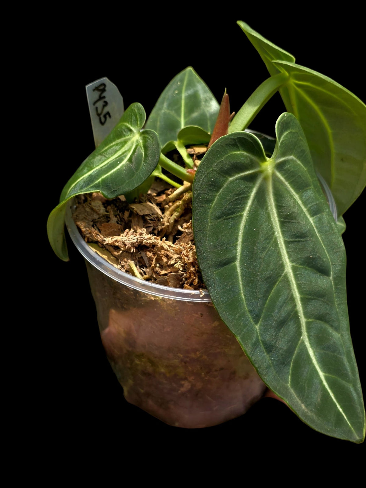 Anthurium Pulcachense Wild Ecotype (EXACT PLANT)