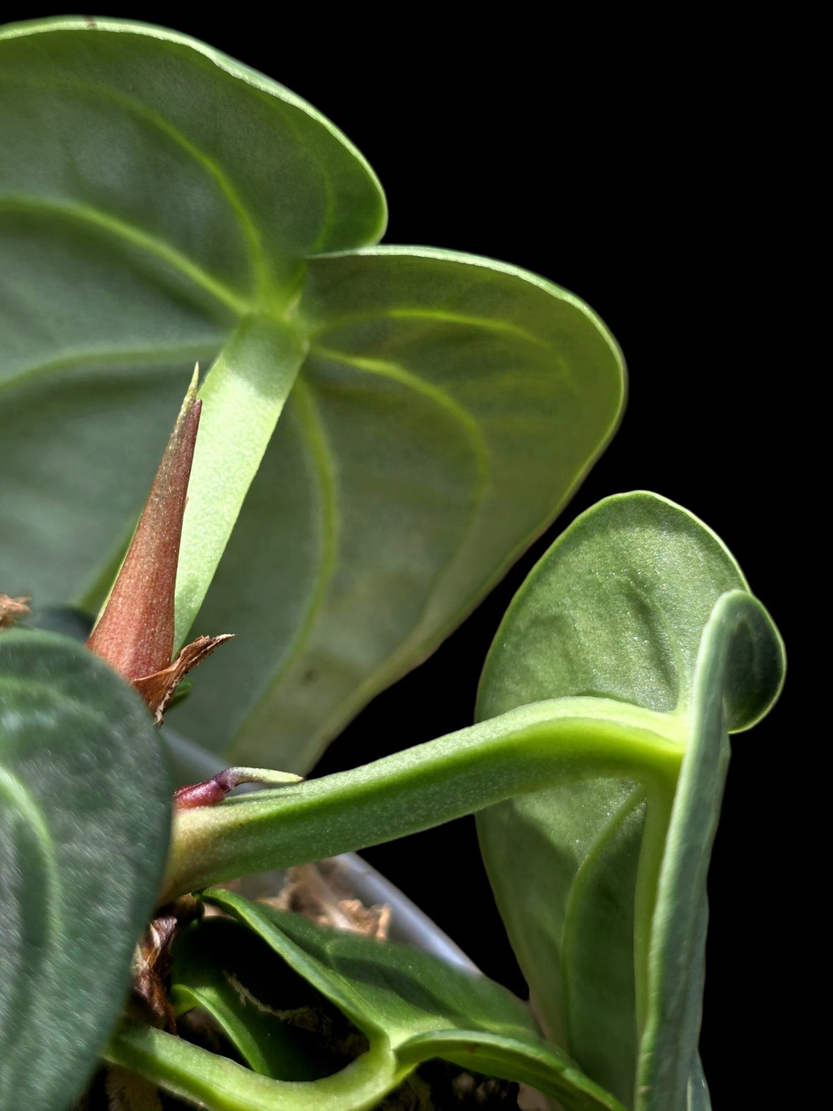 Anthurium Pulcachense Wild Ecotype (EXACT PLANT)