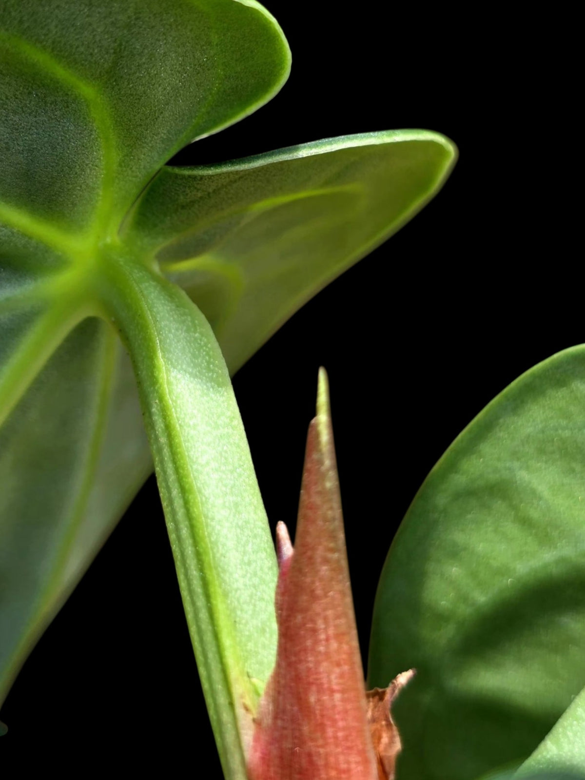 Anthurium Pulcachense Wild Ecotype (EXACT PLANT)