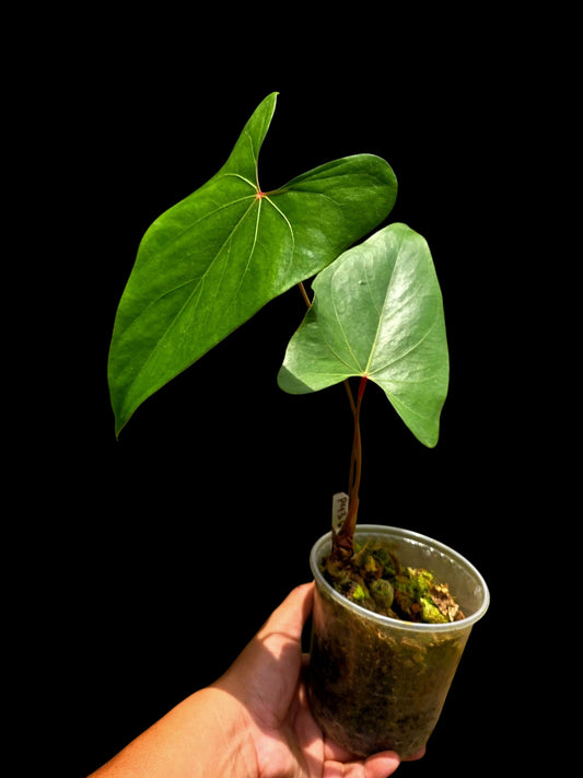 Anthurium sp. 'Amazon Red Petiole' (EXACT PLANT)