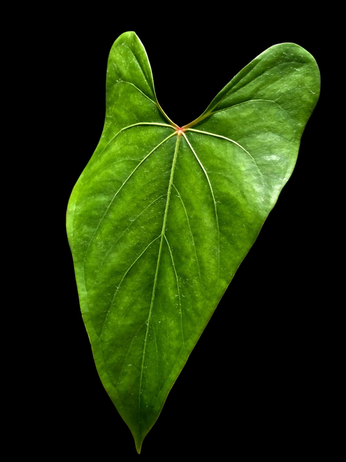 Anthurium sp. 'Amazon Red Petiole' (EXACT PLANT)