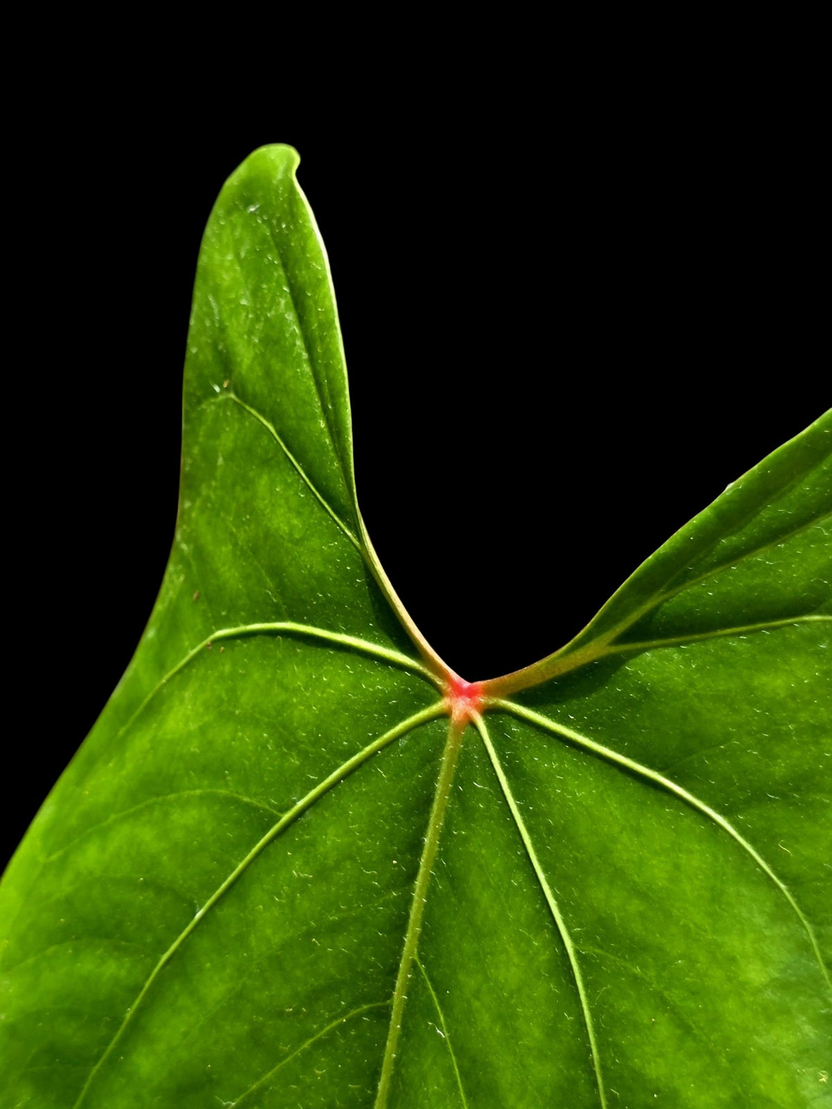 Anthurium sp. 'Amazon Red Petiole' (EXACT PLANT)
