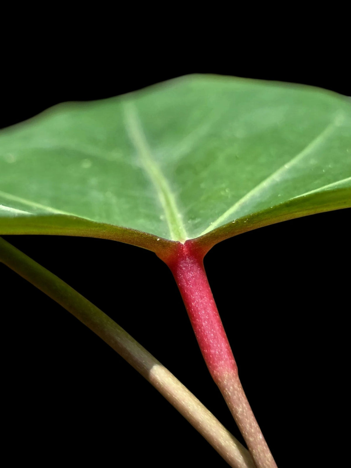 Anthurium sp. 'Amazon Red Petiole' (EXACT PLANT)