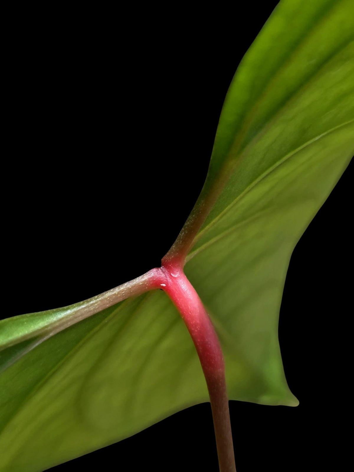 Anthurium sp. 'Amazon Red Petiole' (EXACT PLANT)
