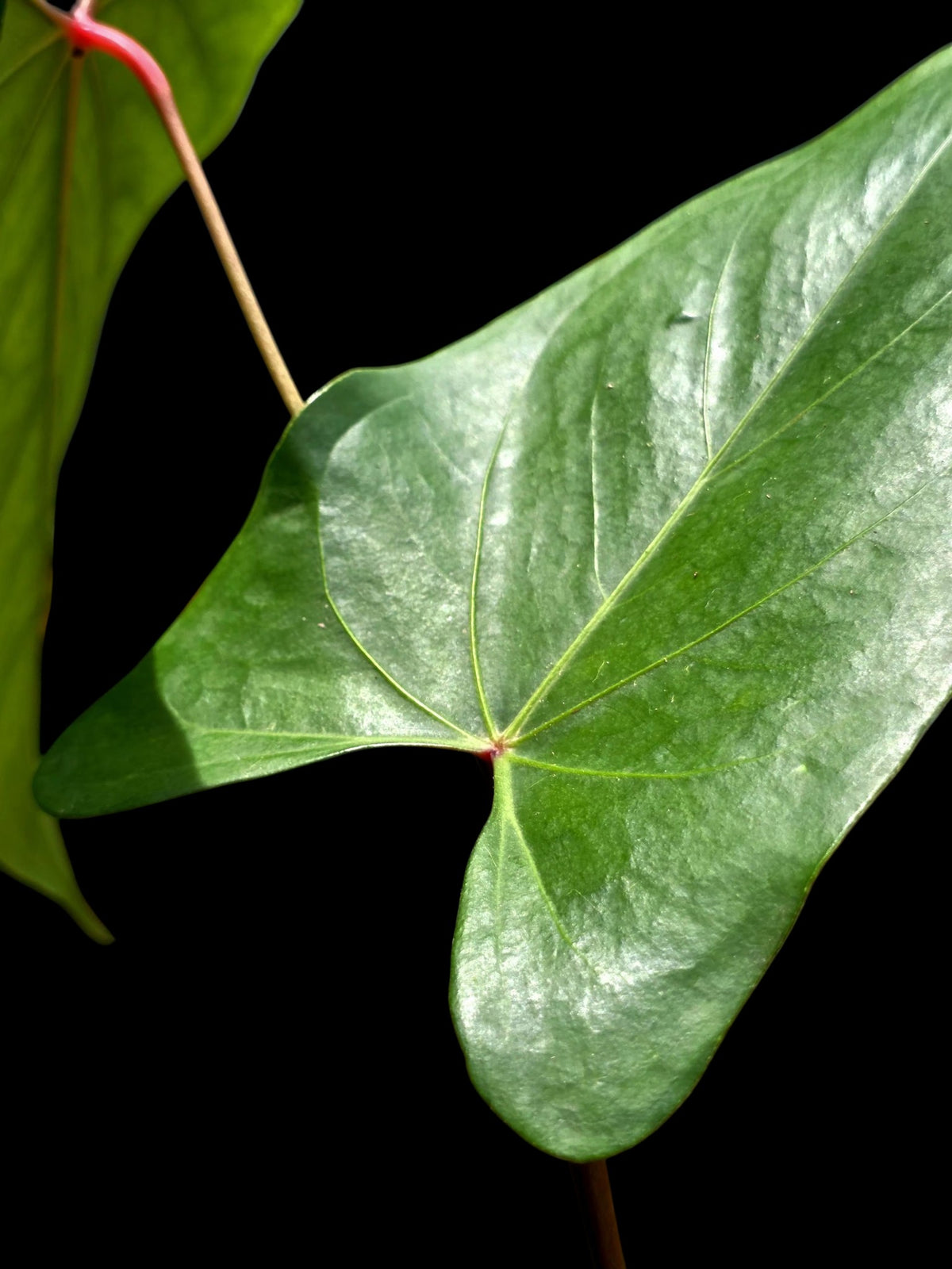Anthurium sp. 'Amazon Red Petiole' (EXACT PLANT)