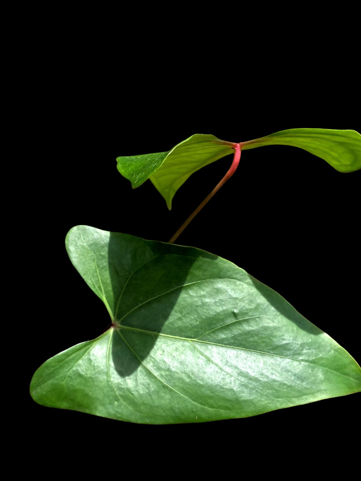 Anthurium sp. 'Amazon Red Petiole' (EXACT PLANT)