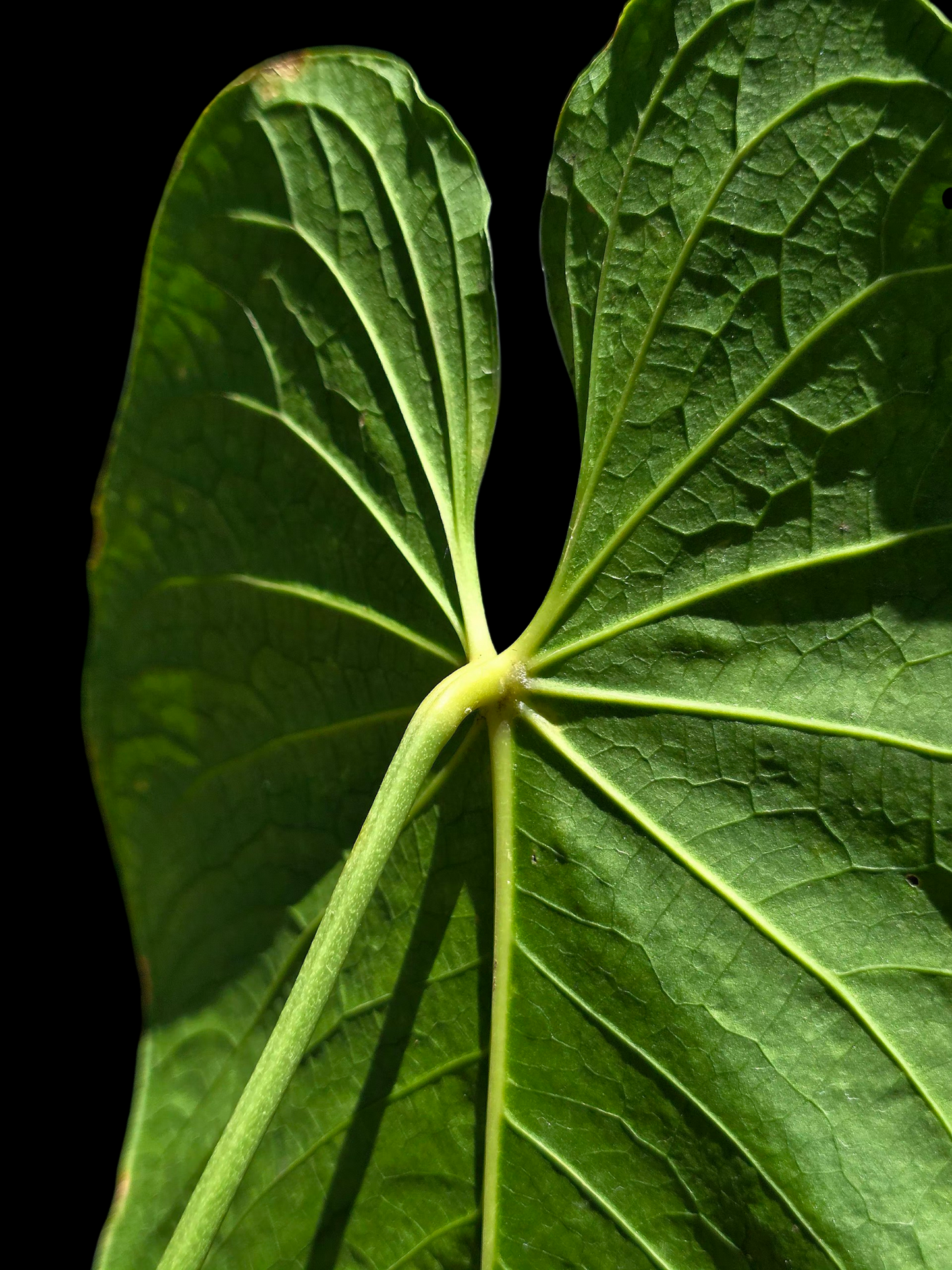 Anthurium sp. 'Colombianense' (EXACT PLANT)