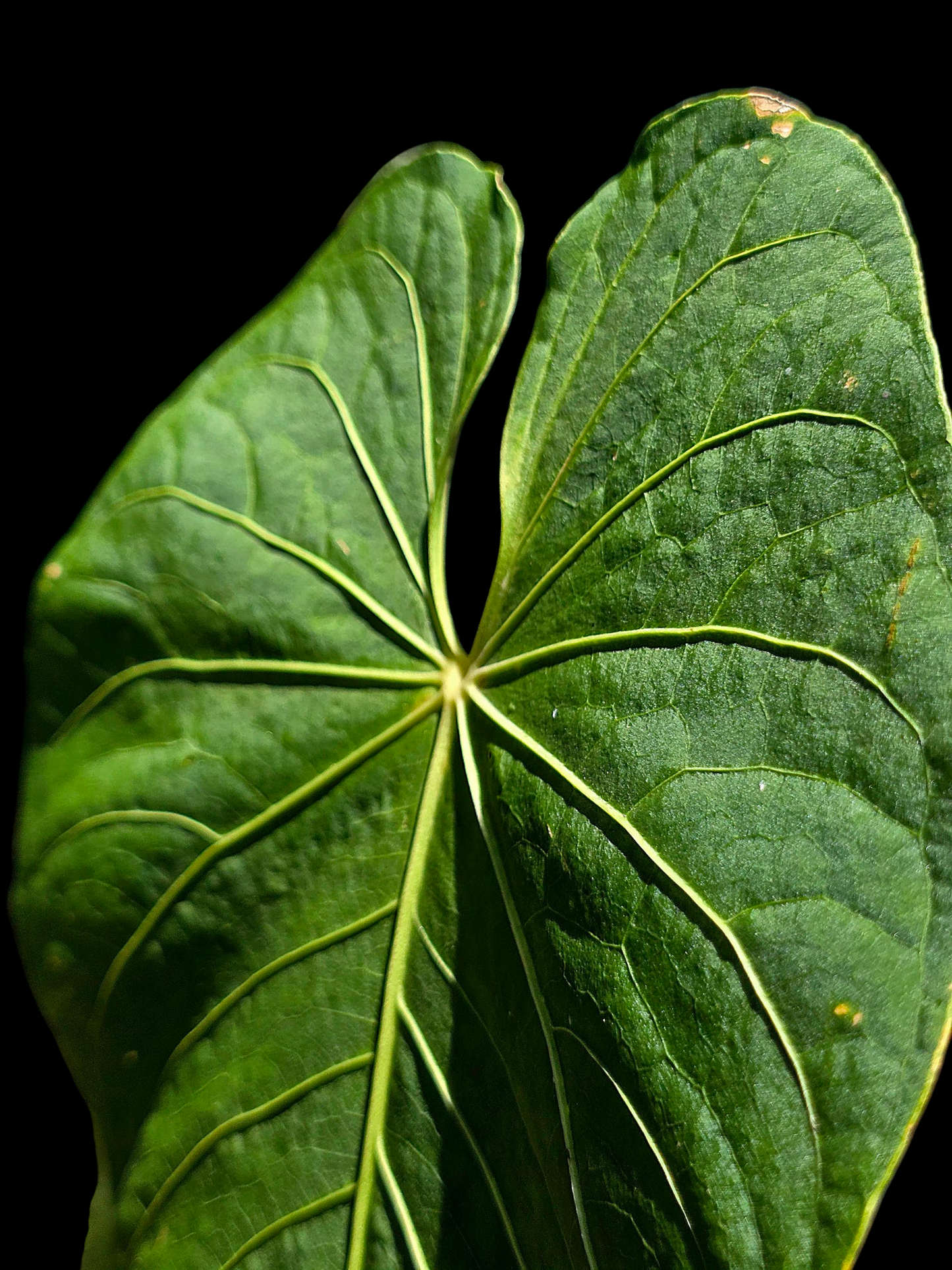 Anthurium sp. 'Colombianense' (EXACT PLANT)